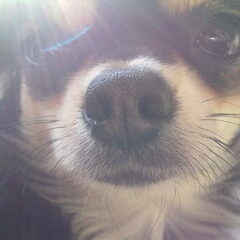 Dit is mijn lieve Beau