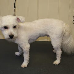 Diesel is geknipt 15-01-2010