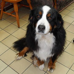 m'n grote hond aura (bernersennen)