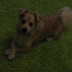 Ik weet niet welk ras mijn hond Boris heeft, iemand wel?