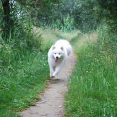 Lekker rennen in het park