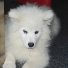 Polar