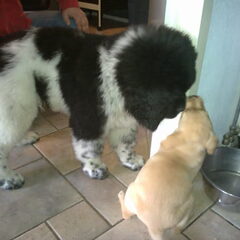 Met lobbes een pup van 13 wkn wat een verschil he ...en ik…