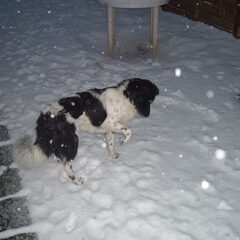 beitske voor het eerst in de sneeuw