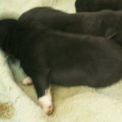 1 week oud