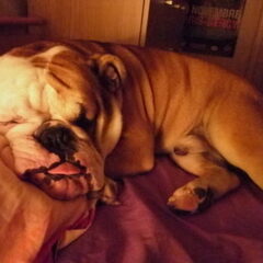 Slapende Ozzy