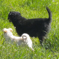 Samen met m'n grote zus Flappie, die goed over mij waakt ...