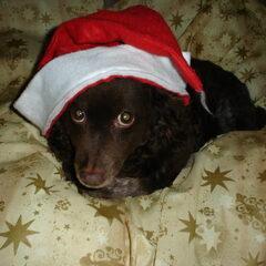 dit is onze hond mollie. zij is een mengelmoesje. je zou…