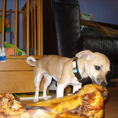 hoi ik ben een jack russel en ik heet nouska ik ben hier al…