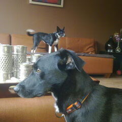 Tito met Ici op de achtergrond