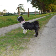 Sasha houd de kalfjes in de gaten :)