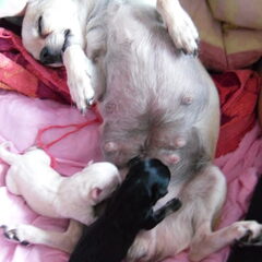 moeder en pups!