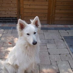 thijs