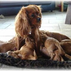 Danika met haar acht pups.