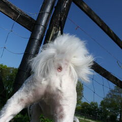 23-05-2010 kont van Diesel haha