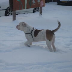 tyson van de winter