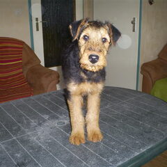 Dit is Chester, een geweldige Airedale. Super intelligent…