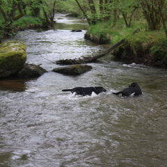 Samen in de rivier, stokken halen in de sterke stroming…