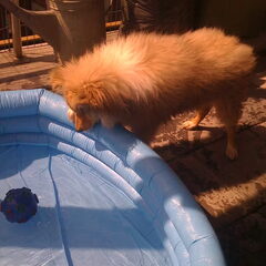 25 MEI 2010. Coopers eerste zwembadje.