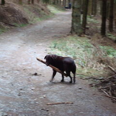 Ardennen