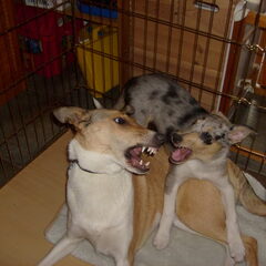 Sandy8M&Blue11wekenStoeien