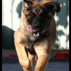 Lola is onze Leonberger van 7 maanden. Deze foto is gemaakt…