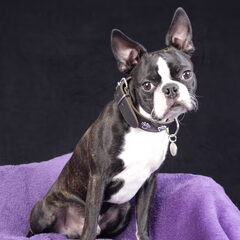 Dyéngo eerste fotoshoot