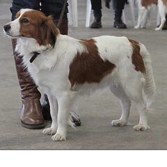 nestkeuring