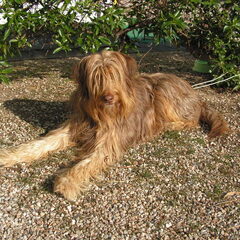 Onze hond is een Ghoz D'atura oftewel een Pastor Catalana…