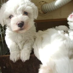 sandy dr ma heb 5 puppy s