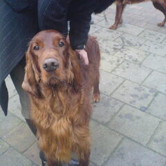 Onze vorige hond, Bono