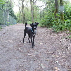 Uitlaten in het bos.