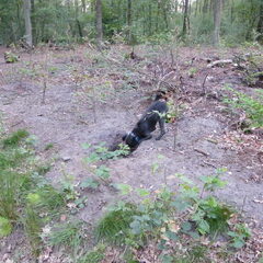 Aan het graven.
