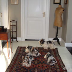 Marcellekes mayhem for the record: Ik heb maar 1 biewertje…