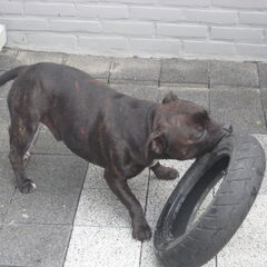Michelin banden zijn wel staffordproof!!!!!!