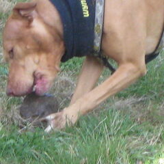 rocky steen aan het lekken