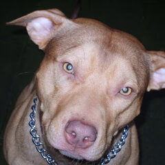 een hele mooie foto van rocky