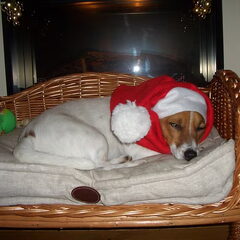 Met kerst de hond ook een muts opgezet. Ze vond het wel…