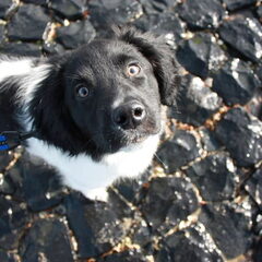 Nero in zeeland!