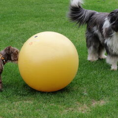 Met de treibball!!!!