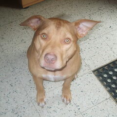 onze rocky