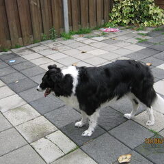 Hoi ik ben jarjar een border collie van 7 jaar en nog…