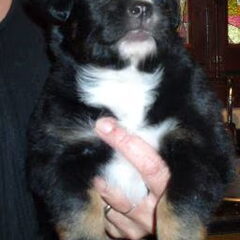 Dit is de pup nu. Groot meisje toch.