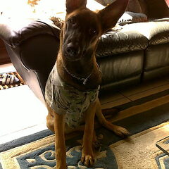 Lucky met z'n t-shirtje