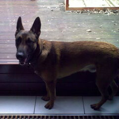 Big boy Lucky