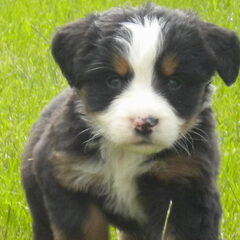 izzy iets meer dan 5weken