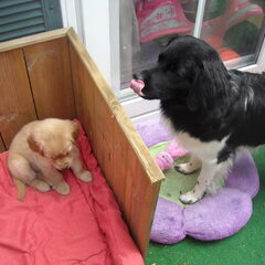 Bobo met Cira 7 weken oud