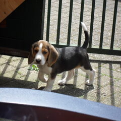 Kenzo in de Tuin