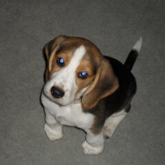 Kenzo 8 weekjes