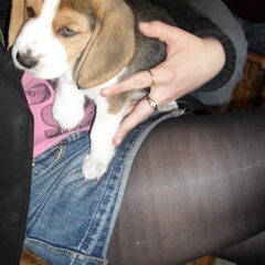 Kenzo 6,5 week
